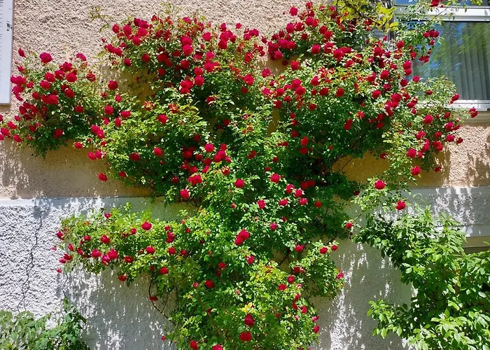 Apartment Rosen - *